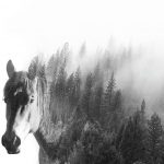 horse-and-forest-double-exposure-caitlin-dahl-150x150 فن Double Exposure